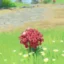 Genshin Impact 3.4: Gdzie znaleźć jedwabne kwiaty dla Hu Tao 