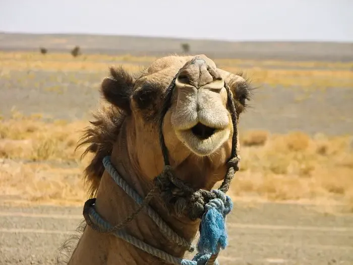 Camelo com nariz grande