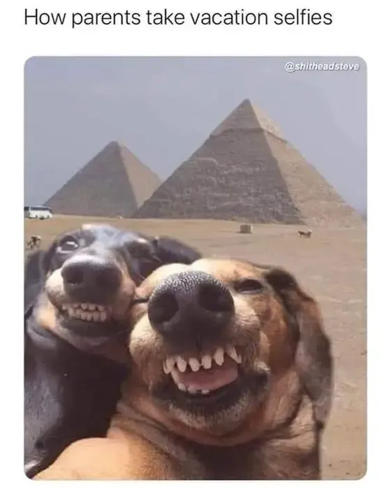 cachorros rindo