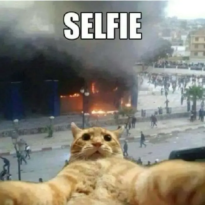 gato selfie