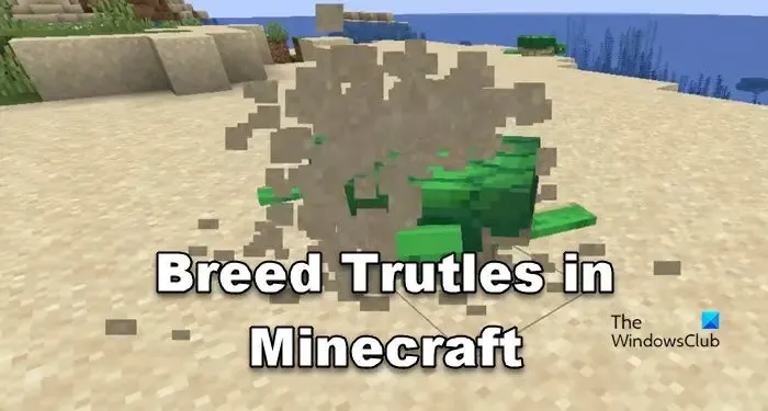 在 Minecraft 中飼養海龜