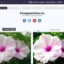 Das beste kostenlose Online-Bildgrößen-Finder-Tool zum Ermitteln der Bildgröße durch Hochladen von Bildern