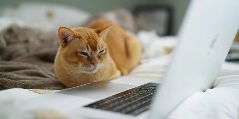 Feed de limpeza do Instagram Meme de gato e computador