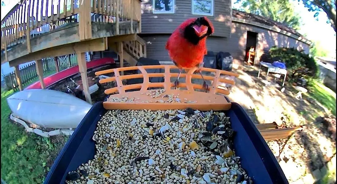 Mangiatoia intelligente per uccelli Birdkiss Cardinale