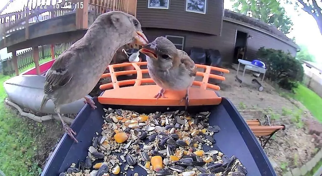 Mangiatoia intelligente per uccelli Birdkiss Genitore che allatta il bambino