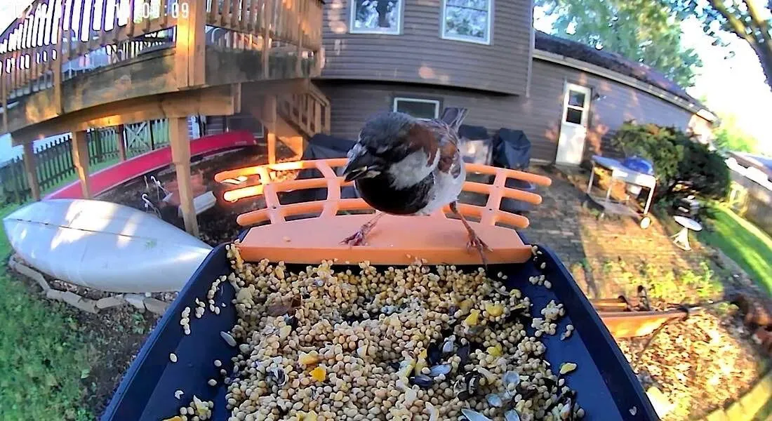 Birdkiss Slimme Voederautomaat voor Vogels