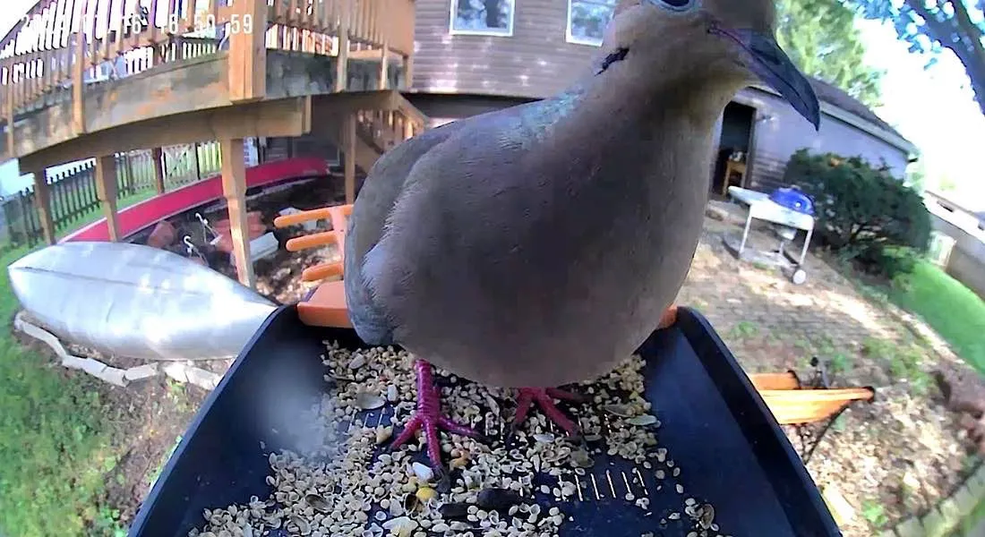 Karmnik dla ptaków Smartkiss Smart Bird Feeder Mourning Dove