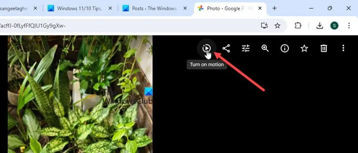 Ver fotos en movimiento en la PC usando la aplicación web Google Photos